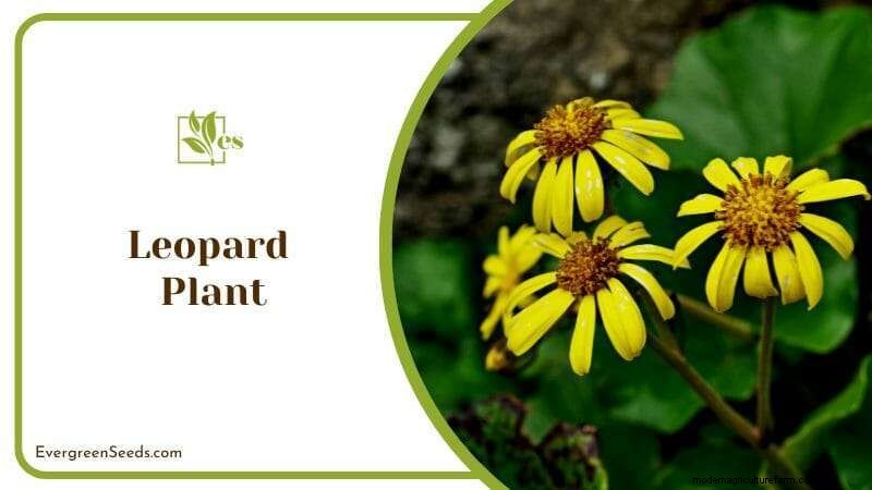 23 Plants That Thrive in Wet Soil: Expert Guide to Water‑Soaking Landscaping