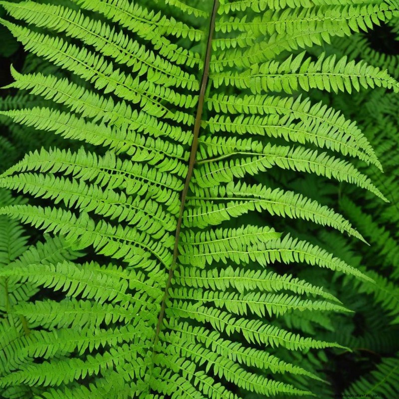 Optimal Lighting for Ferns: How to Keep Your Plant Thriving