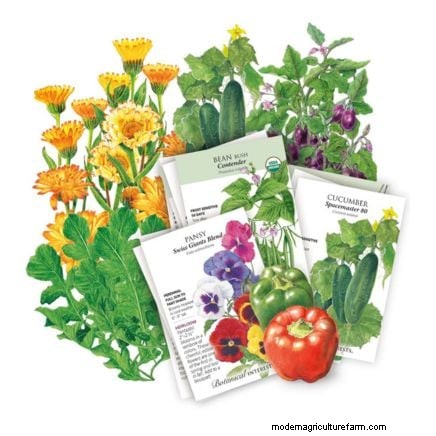 How to Start a Summer Food Garden: From Planning to Harvest