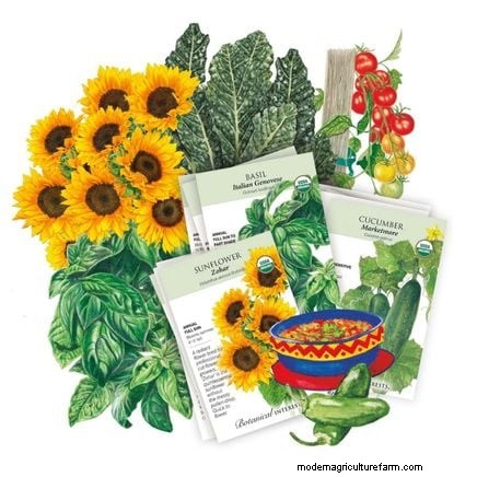 How to Start a Summer Food Garden: From Planning to Harvest