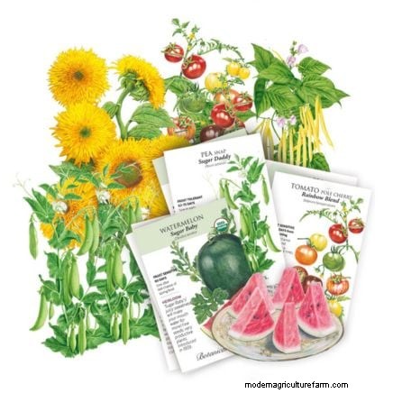 How to Start a Summer Food Garden: From Planning to Harvest