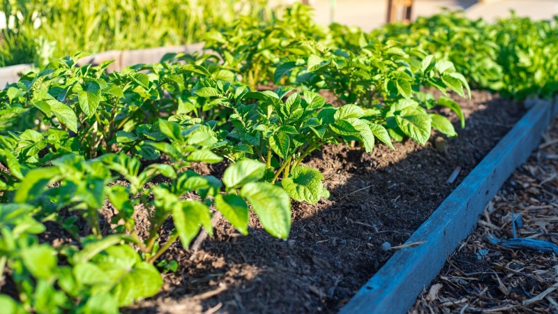 How to Start a Summer Food Garden: From Planning to Harvest
