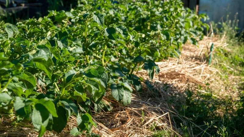 How to Start a Summer Food Garden: From Planning to Harvest
