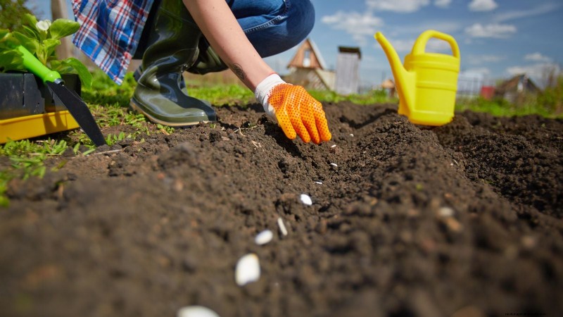 How to Start a Summer Food Garden: From Planning to Harvest