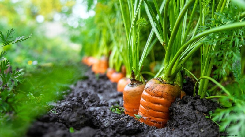 How to Start a Summer Food Garden: From Planning to Harvest