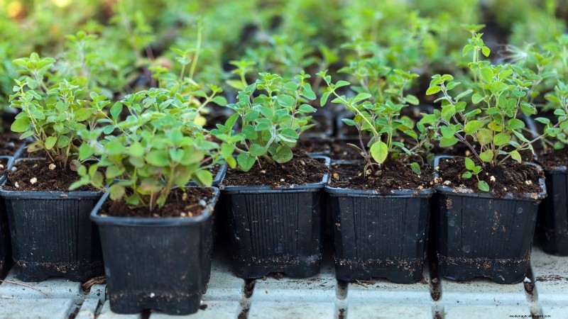 How to Start a Summer Food Garden: From Planning to Harvest