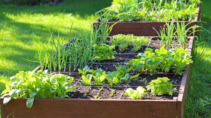 How to Start a Summer Food Garden: From Planning to Harvest