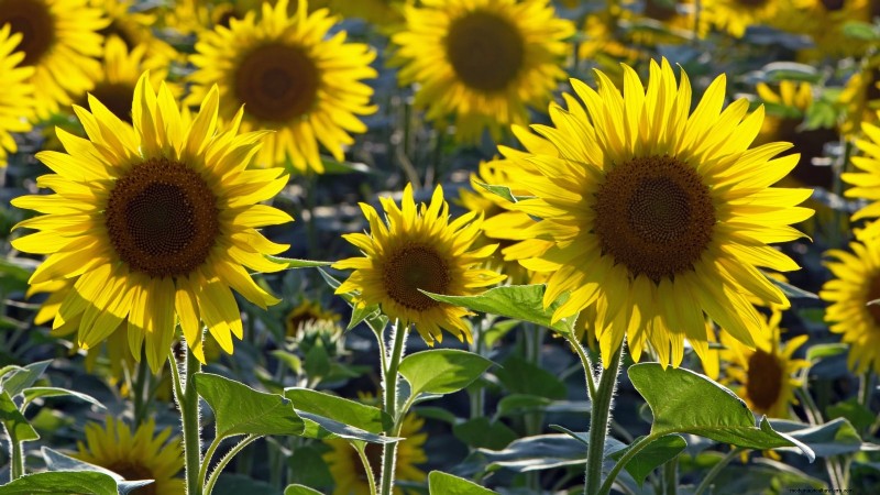 Expert Guide to Growing Towering Sunflowers This Summer
