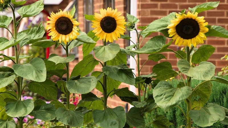 Expert Guide to Growing Towering Sunflowers This Summer