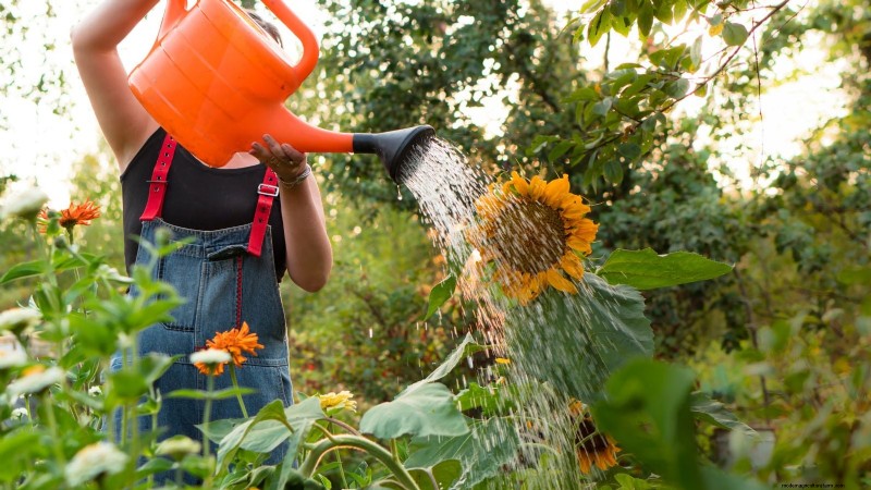 Expert Guide to Growing Towering Sunflowers This Summer