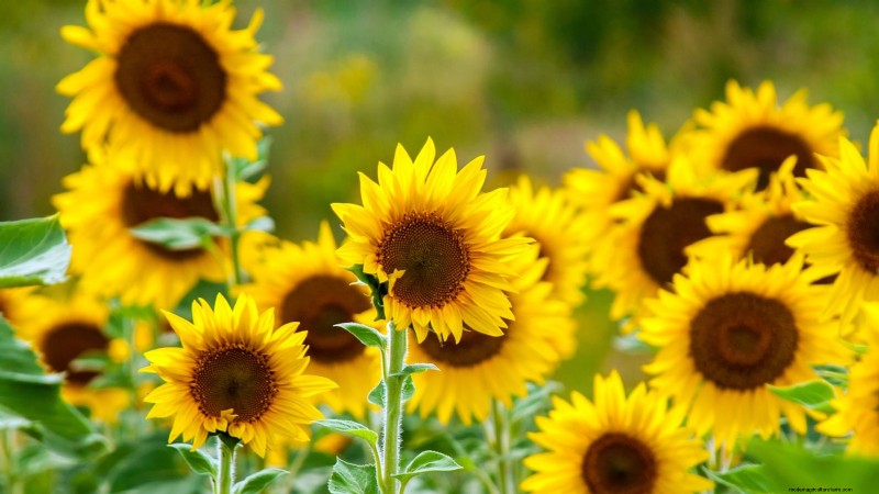 Expert Guide to Growing Towering Sunflowers This Summer