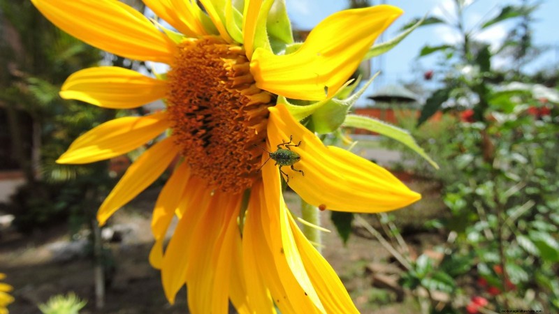 Expert Guide to Growing Towering Sunflowers This Summer