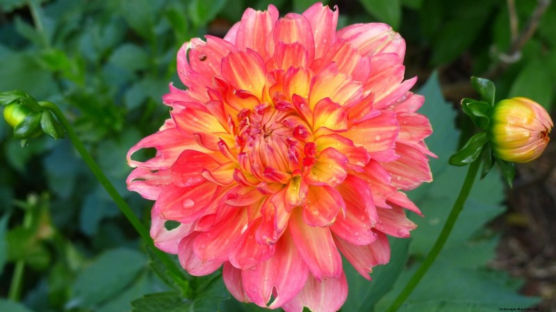 Plant These 7 Stunning Summer Bulbs in May for a Vibrant Garden