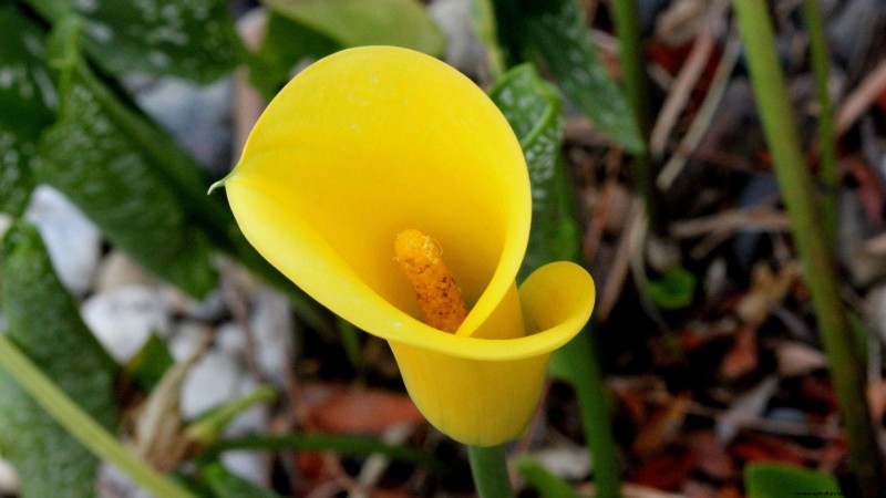 Plant These 7 Stunning Summer Bulbs in May for a Vibrant Garden