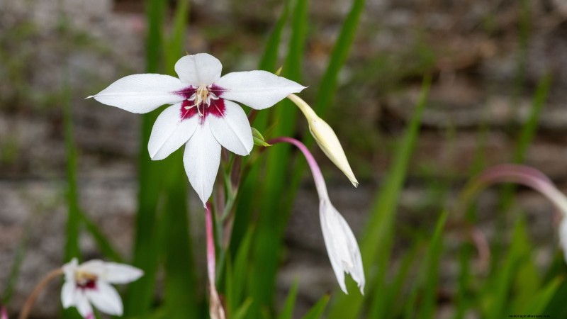 Plant These 7 Stunning Summer Bulbs in May for a Vibrant Garden