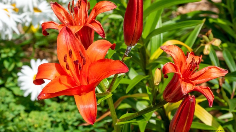 Plant These 7 Stunning Summer Bulbs in May for a Vibrant Garden