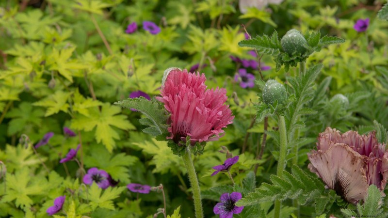 Plant These 7 Stunning Summer Bulbs in May for a Vibrant Garden