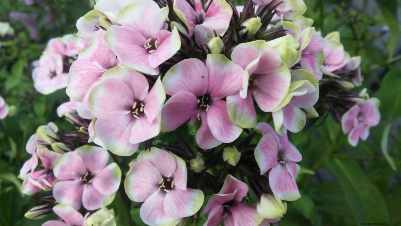 Plant These 7 Stunning Summer Bulbs in May for a Vibrant Garden