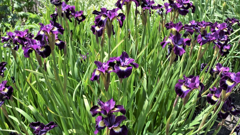Plant These 7 Stunning Summer Bulbs in May for a Vibrant Garden