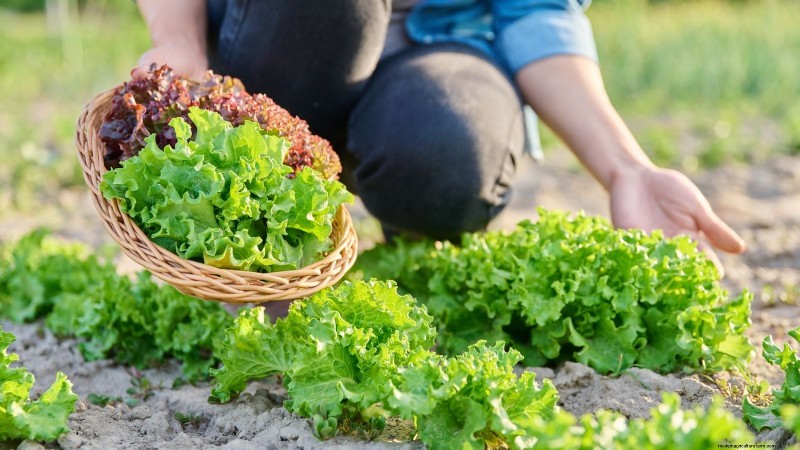 9 Vegetables to Succession‑Sow: A Practical Guide to Continuous Harvests