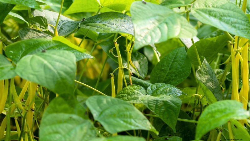 9 Vegetables to Succession‑Sow: A Practical Guide to Continuous Harvests