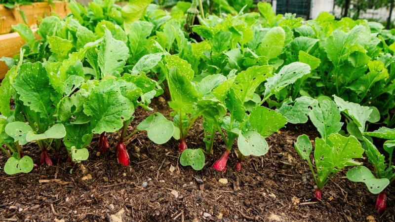 9 Vegetables to Succession‑Sow: A Practical Guide to Continuous Harvests
