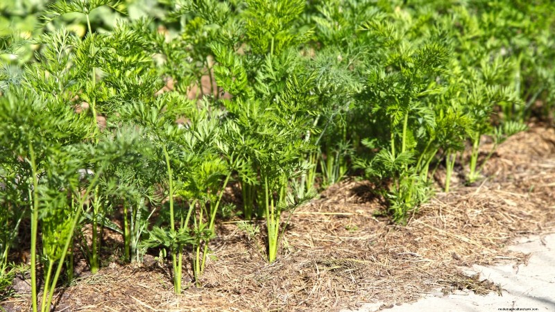 9 Vegetables to Succession‑Sow: A Practical Guide to Continuous Harvests