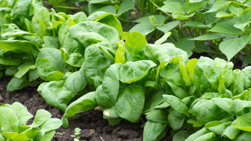 9 Vegetables to Succession‑Sow: A Practical Guide to Continuous Harvests