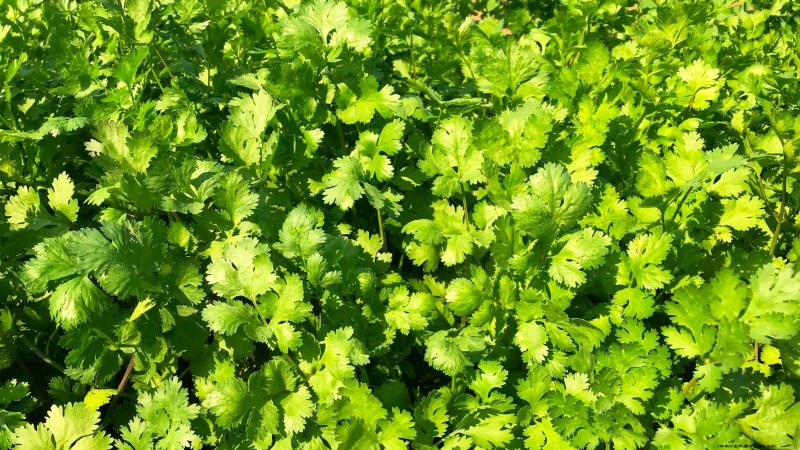 9 Vegetables to Succession‑Sow: A Practical Guide to Continuous Harvests