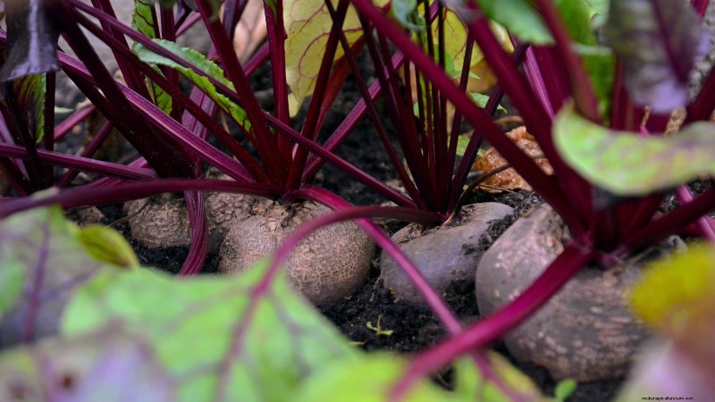 9 Vegetables to Succession‑Sow: A Practical Guide to Continuous Harvests