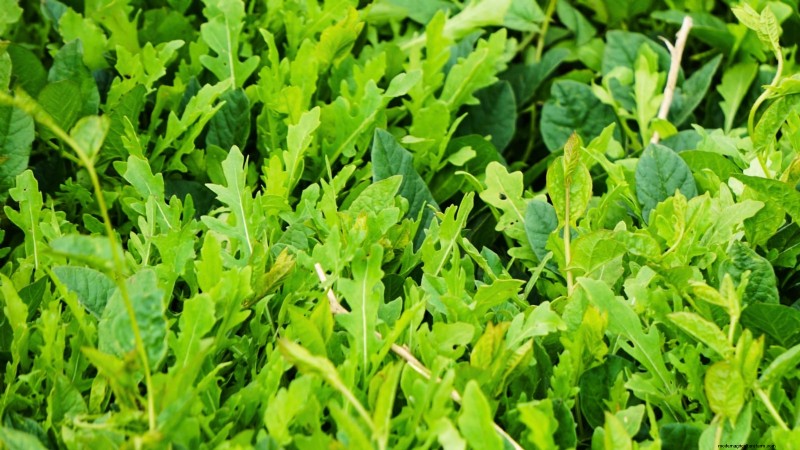 9 Vegetables to Succession‑Sow: A Practical Guide to Continuous Harvests