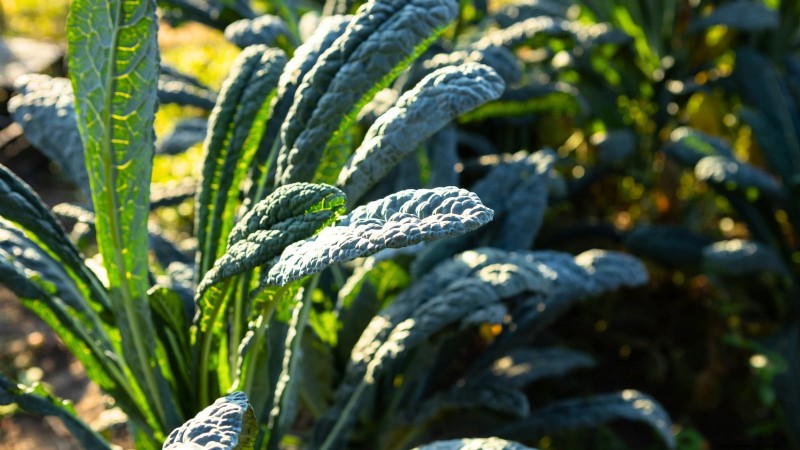 9 Vegetables to Succession‑Sow: A Practical Guide to Continuous Harvests