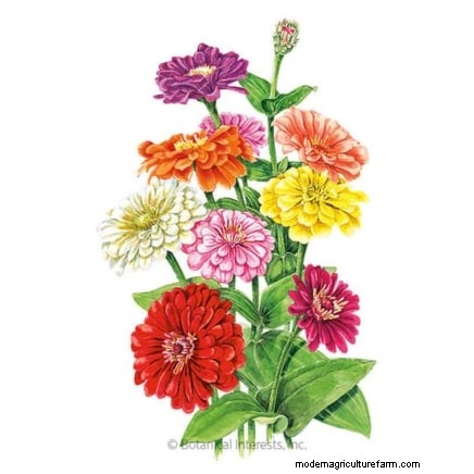 How to Keep Your Flower Beds Blooming All Season with Succession Sowing