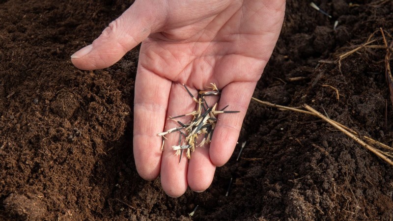 How to Keep Your Flower Beds Blooming All Season with Succession Sowing