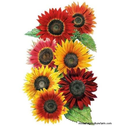 How to Keep Your Flower Beds Blooming All Season with Succession Sowing
