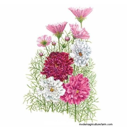 How to Keep Your Flower Beds Blooming All Season with Succession Sowing