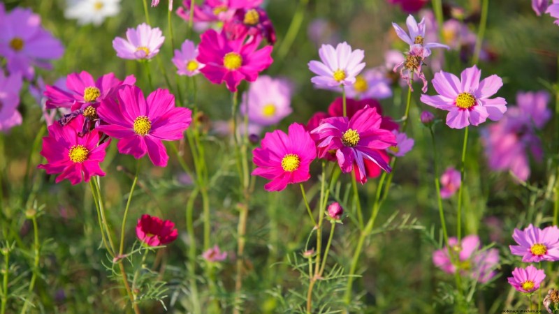 How to Keep Your Flower Beds Blooming All Season with Succession Sowing