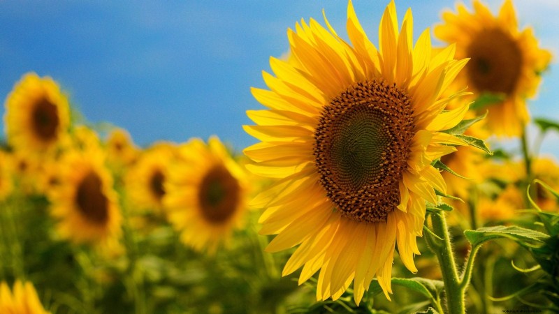 How to Keep Your Flower Beds Blooming All Season with Succession Sowing