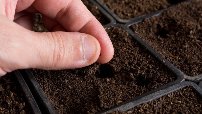 How to Keep Your Flower Beds Blooming All Season with Succession Sowing