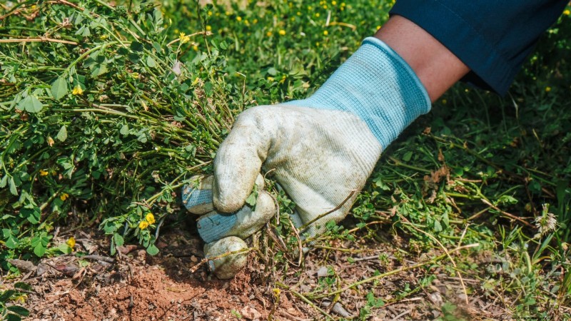 How to Keep Your Flower Beds Blooming All Season with Succession Sowing