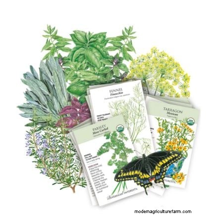 Create the Ideal Potted Herb Garden: A Step‑by‑Step Guide