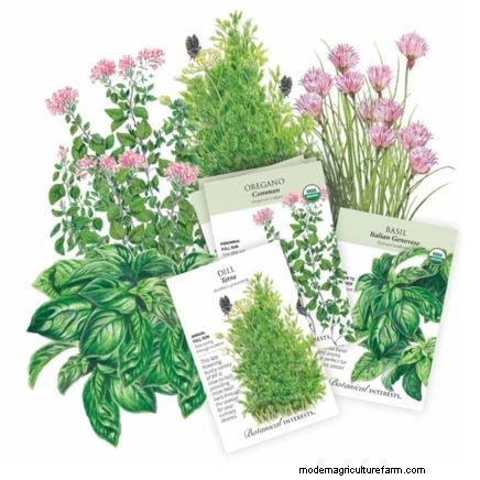 Create the Ideal Potted Herb Garden: A Step‑by‑Step Guide
