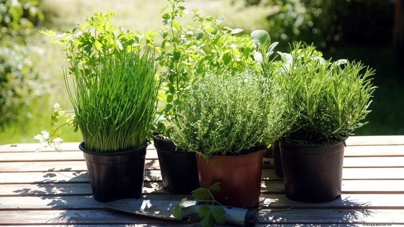 Create the Ideal Potted Herb Garden: A Step‑by‑Step Guide