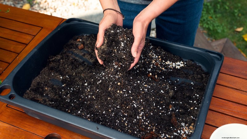 Create the Ideal Potted Herb Garden: A Step‑by‑Step Guide