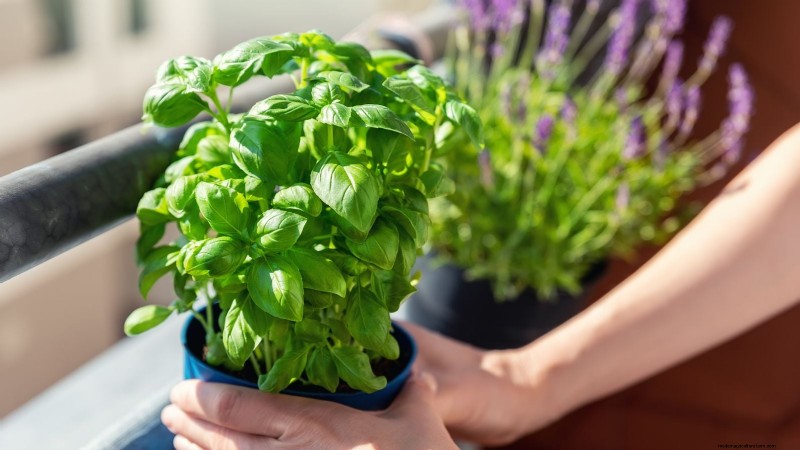 Create the Ideal Potted Herb Garden: A Step‑by‑Step Guide