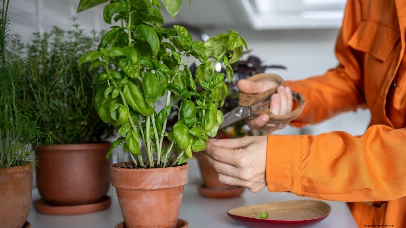 Create the Ideal Potted Herb Garden: A Step‑by‑Step Guide