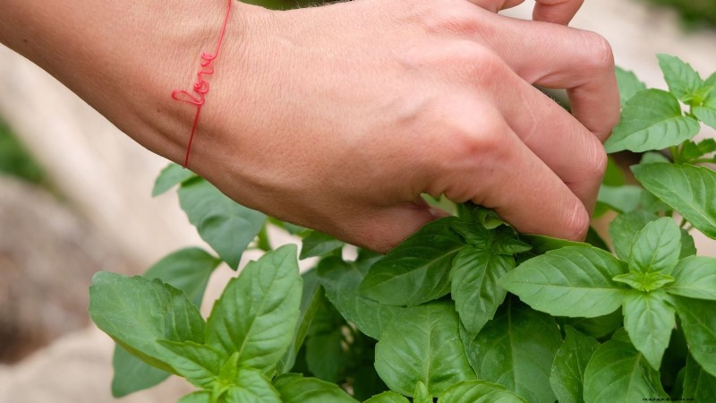 Create the Ideal Potted Herb Garden: A Step‑by‑Step Guide