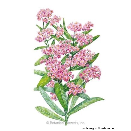 7 Pink Blooms That Thrive in Shade