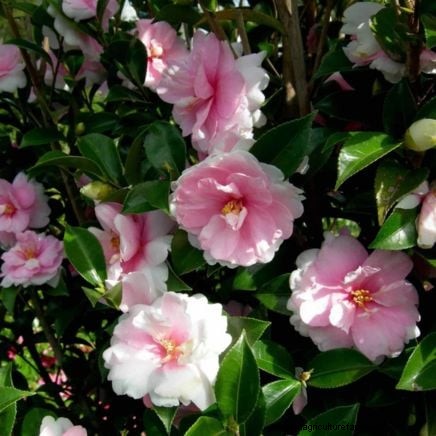 7 Pink Blooms That Thrive in Shade