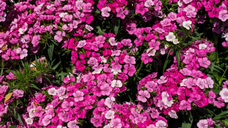 7 Pink Blooms That Thrive in Shade